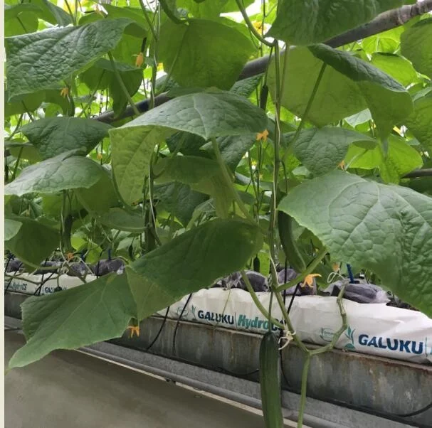 Hydroponic Systems Greenhouse/Green house