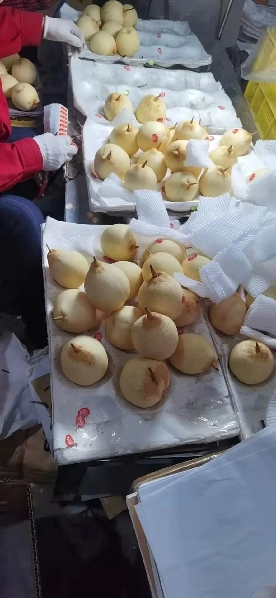 Chinese Fresh fruit Yellow Ya Pear from ya pear garden