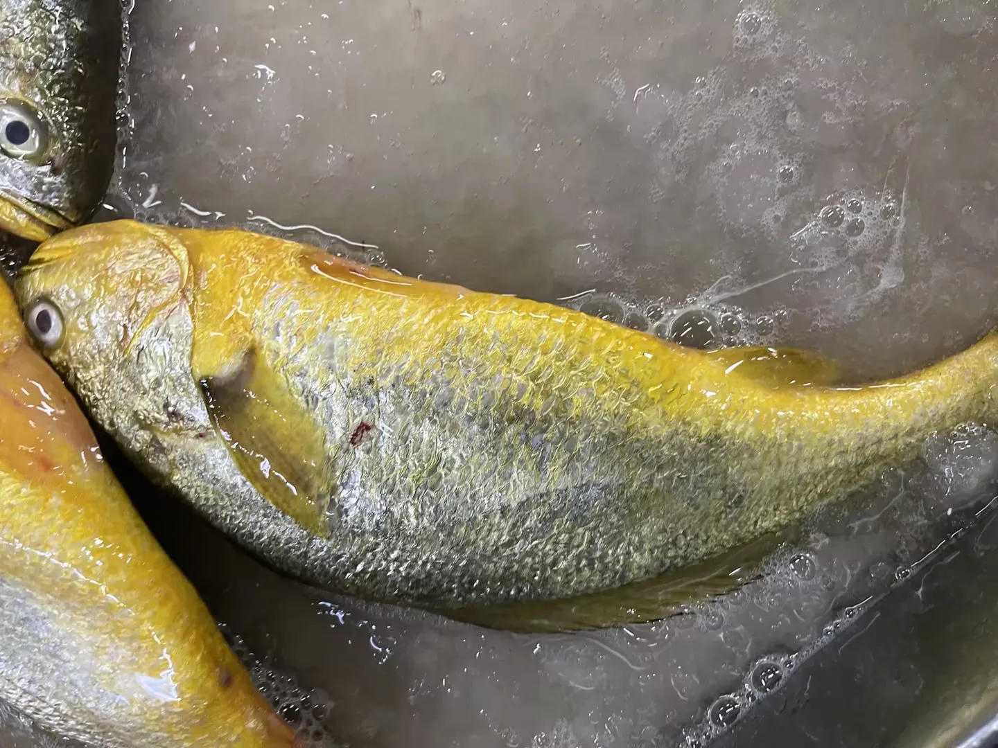 Свежие морепродукты целые круглые замороженные желтые гормелье рыбные масти