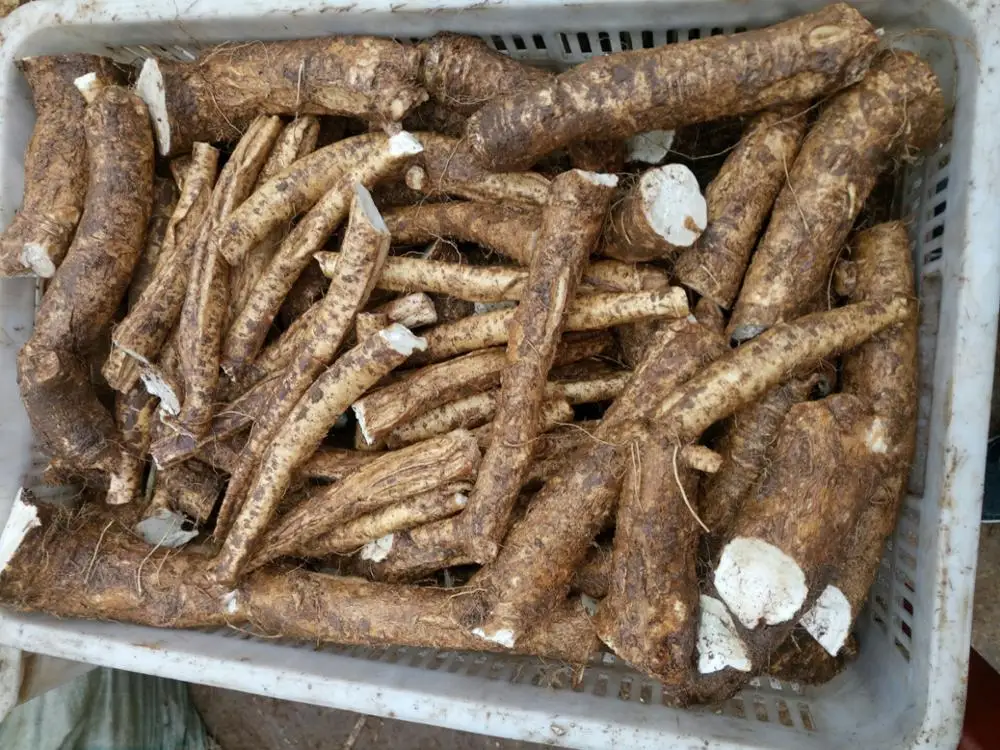 Raw material fresh horseradish roots