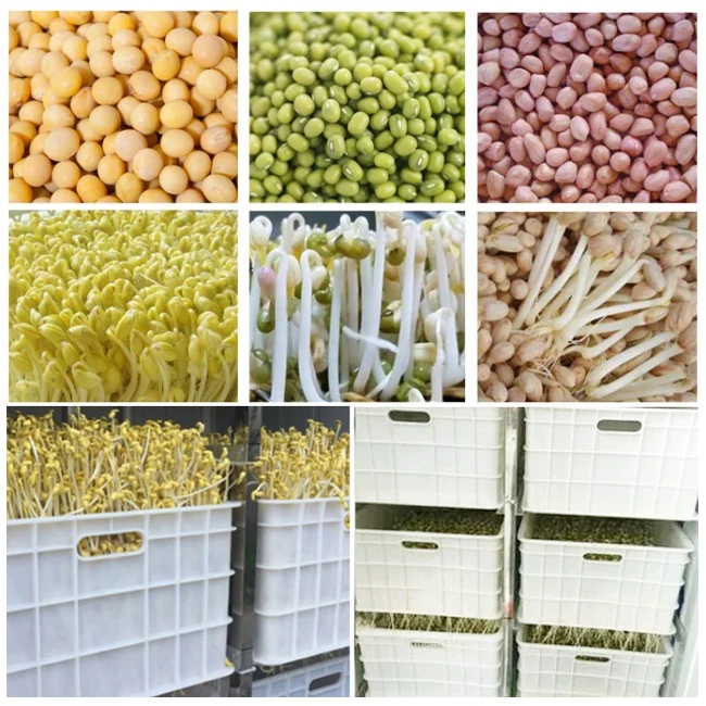 High quality best selling mung bean sprout machinery