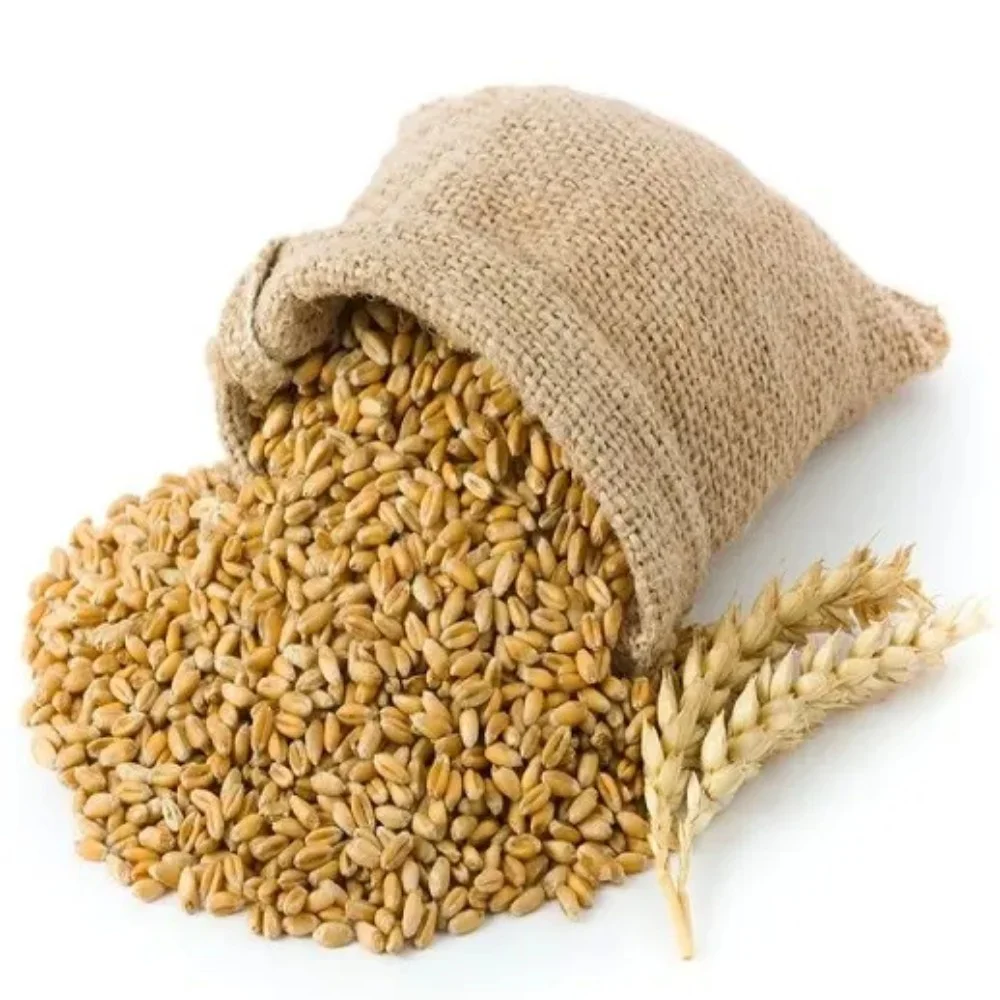 Best Market Price Wheat Grain In Bulk Pure & Nutrition Wheat Grain