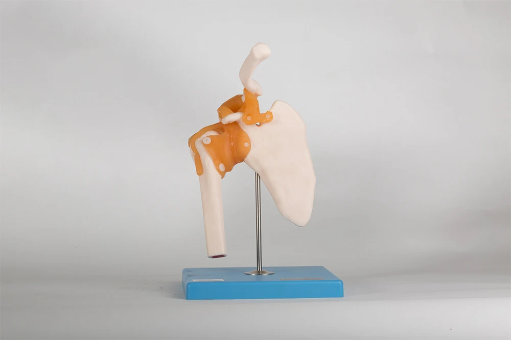 Medical Science Models Shoulder Joint Human Skeleton Anatomical  Model GD/A11209/1