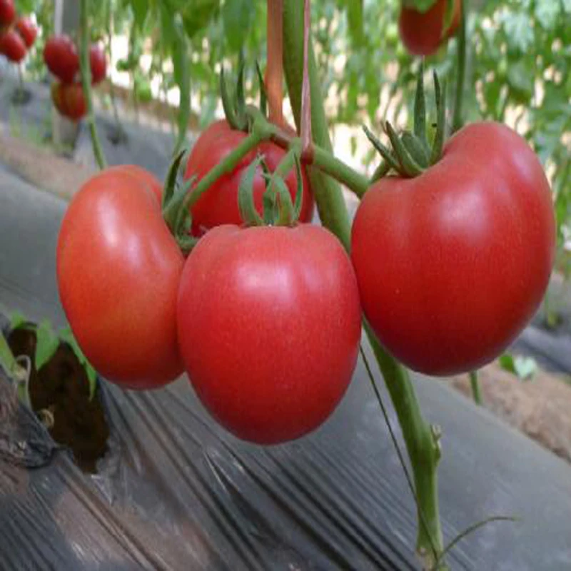 Solar plastic PO film Tomato Greenhouse with drip irrigation system