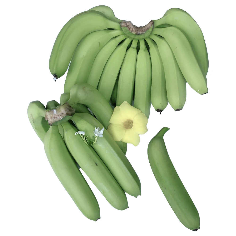 100% Nutrition Good Healthy Quality Organic Cheap Price Low MOQ Best Supplier Vietnam Exporters Grade A456 Cavendish Banana