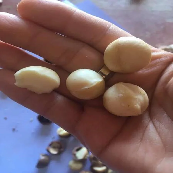 Bulk High Quality Macadamia/ Macadamia nuts/roasted macadamia