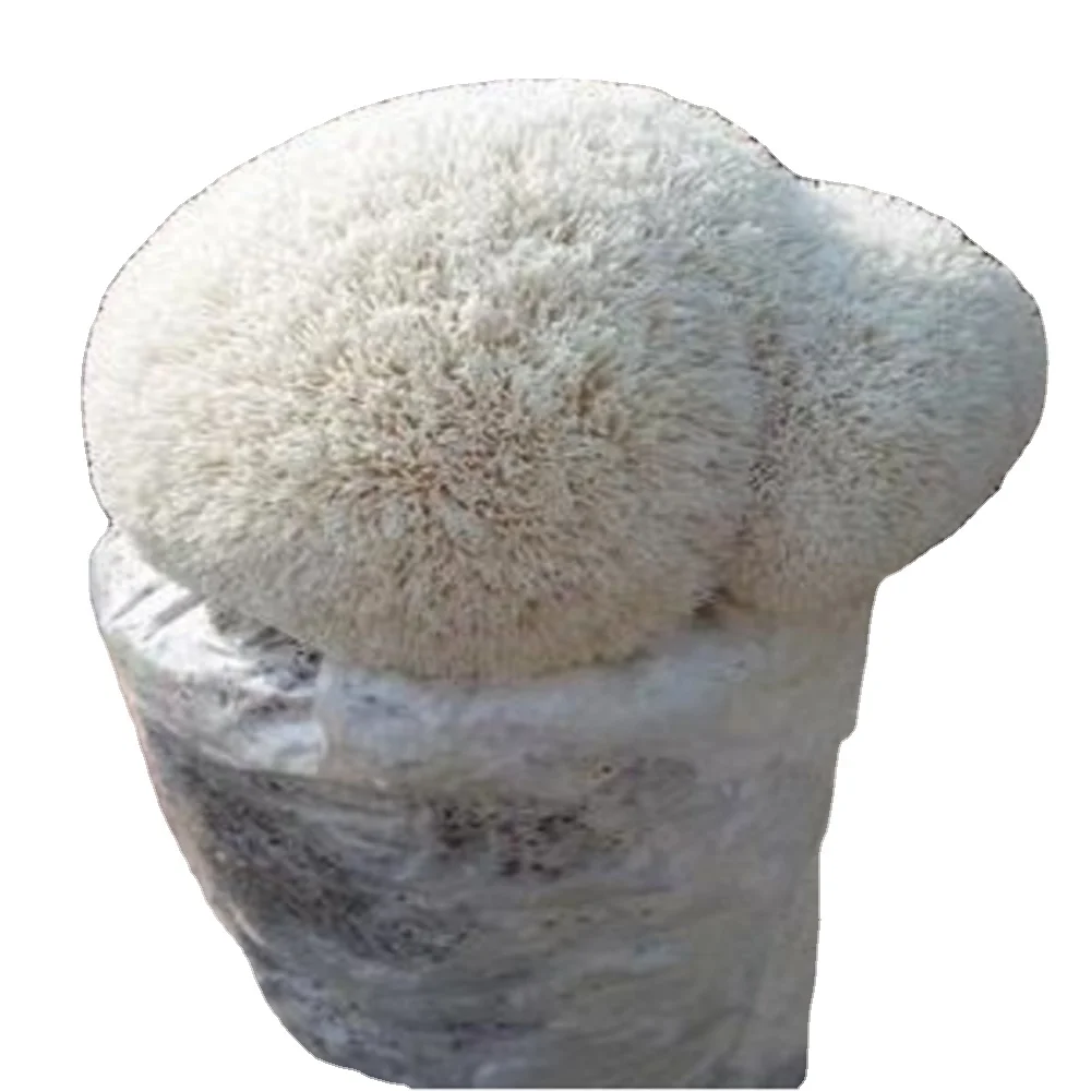 Edible medicinal fungus lions mane culture for sale