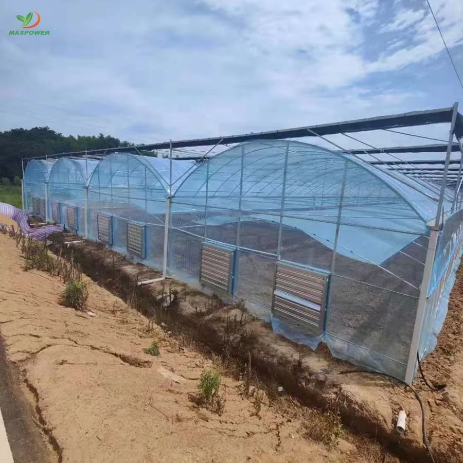 Outdoor tunnel house greenhouse 2m x 5m for agriculture ,raspberry ,tomato ,canabs, blueberry growing