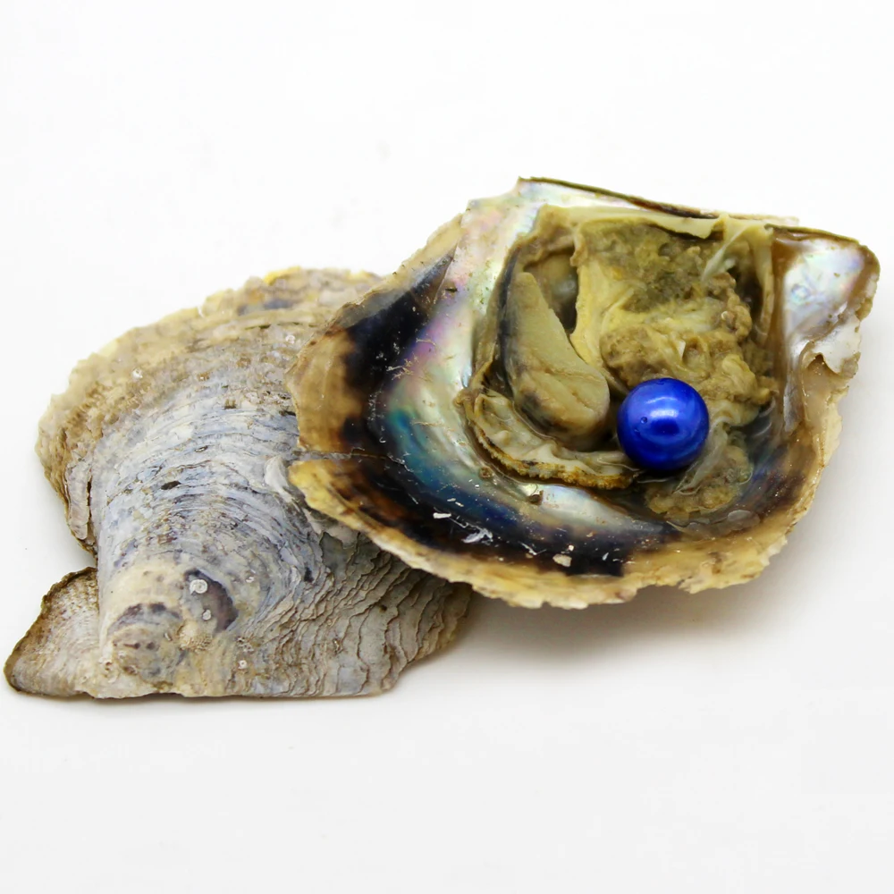 Real 5A Akoya oyster with pearl freshwater cultured round pearl beads, 1 complimentary gift (7-8 mm)