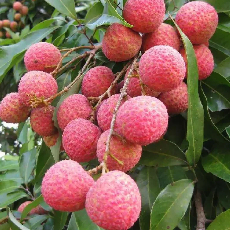 high good feedback lychee sweet tender juicy fruit