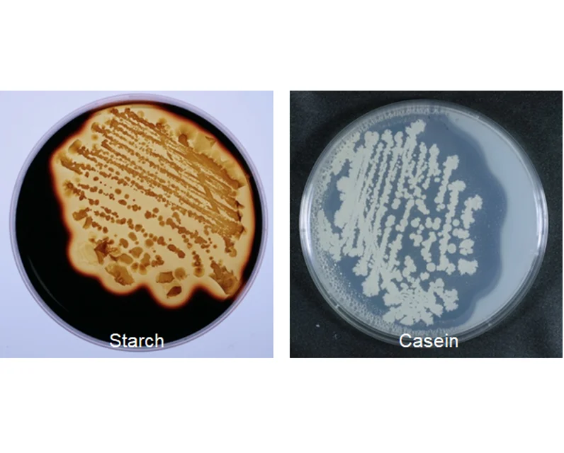 Добавки для аквакультуры, ферментная активность, биологические химические продукты