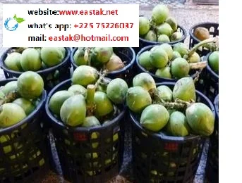 Большой и свежий зеленый кокос от Africa-NO.1 Exporter