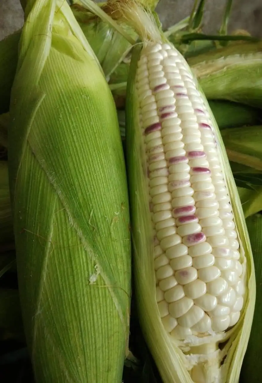 Sweet Mini Corn Cobs Boiling Corn On The Cob With The Best Price