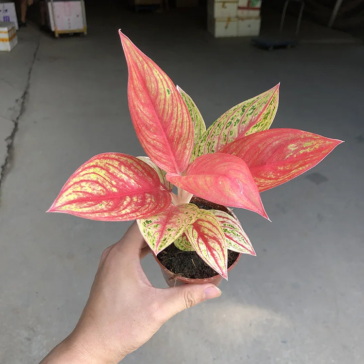 Низкая цена оптовая продажа красивая золотая звезда орнамент Aglaonema листва живые растения