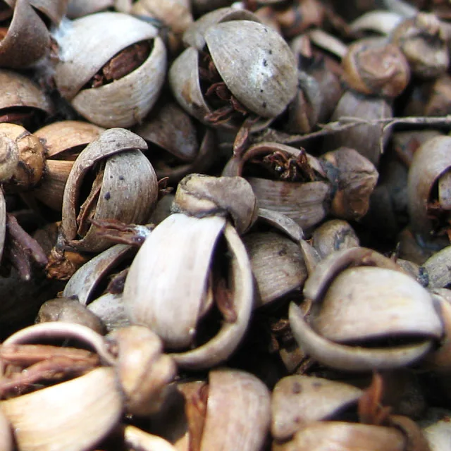 
Palm Kernel Shell from Agricultural Waste with Competitive Price 