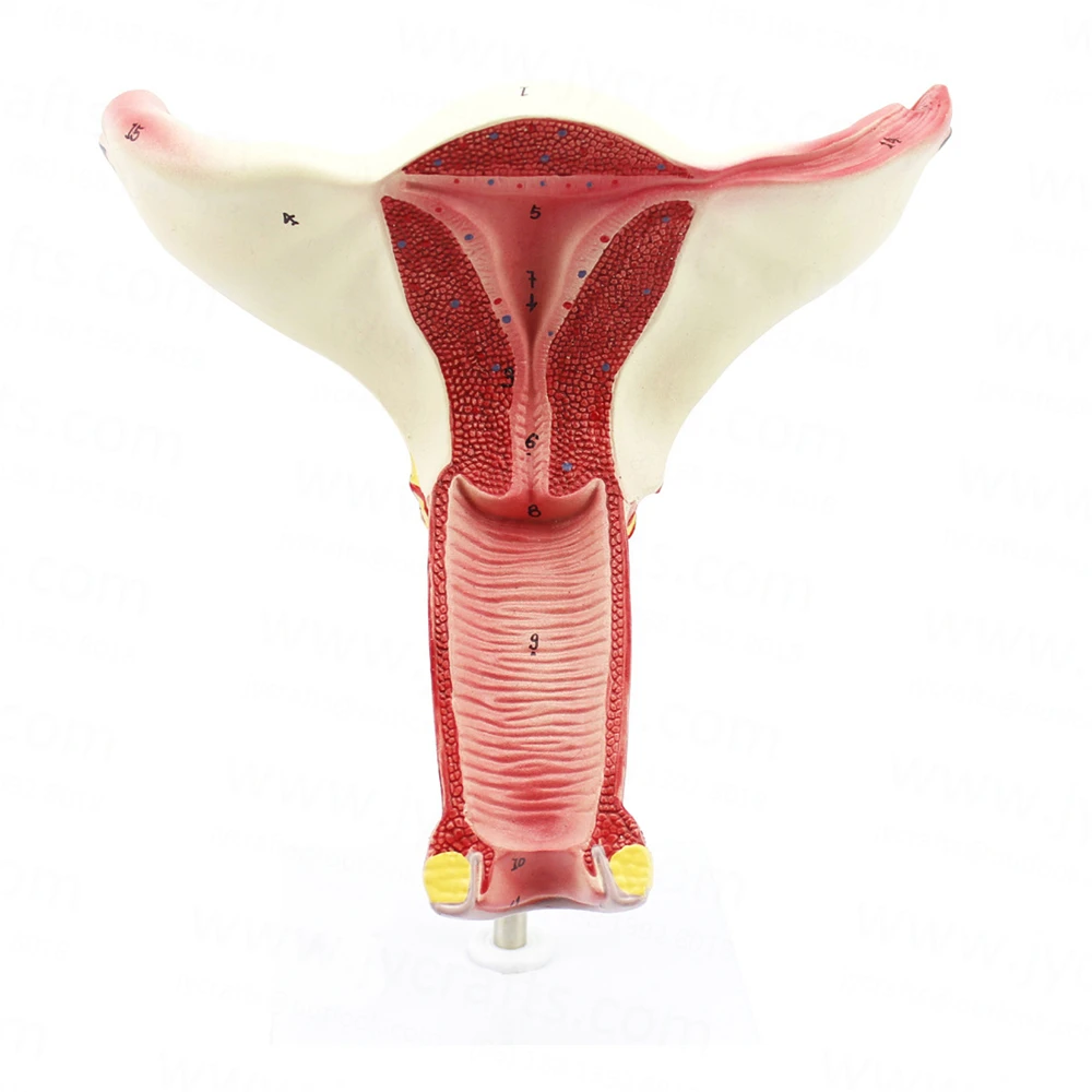
Uterus Ovary Model - Female Reproductive Organ Anatomical Model 