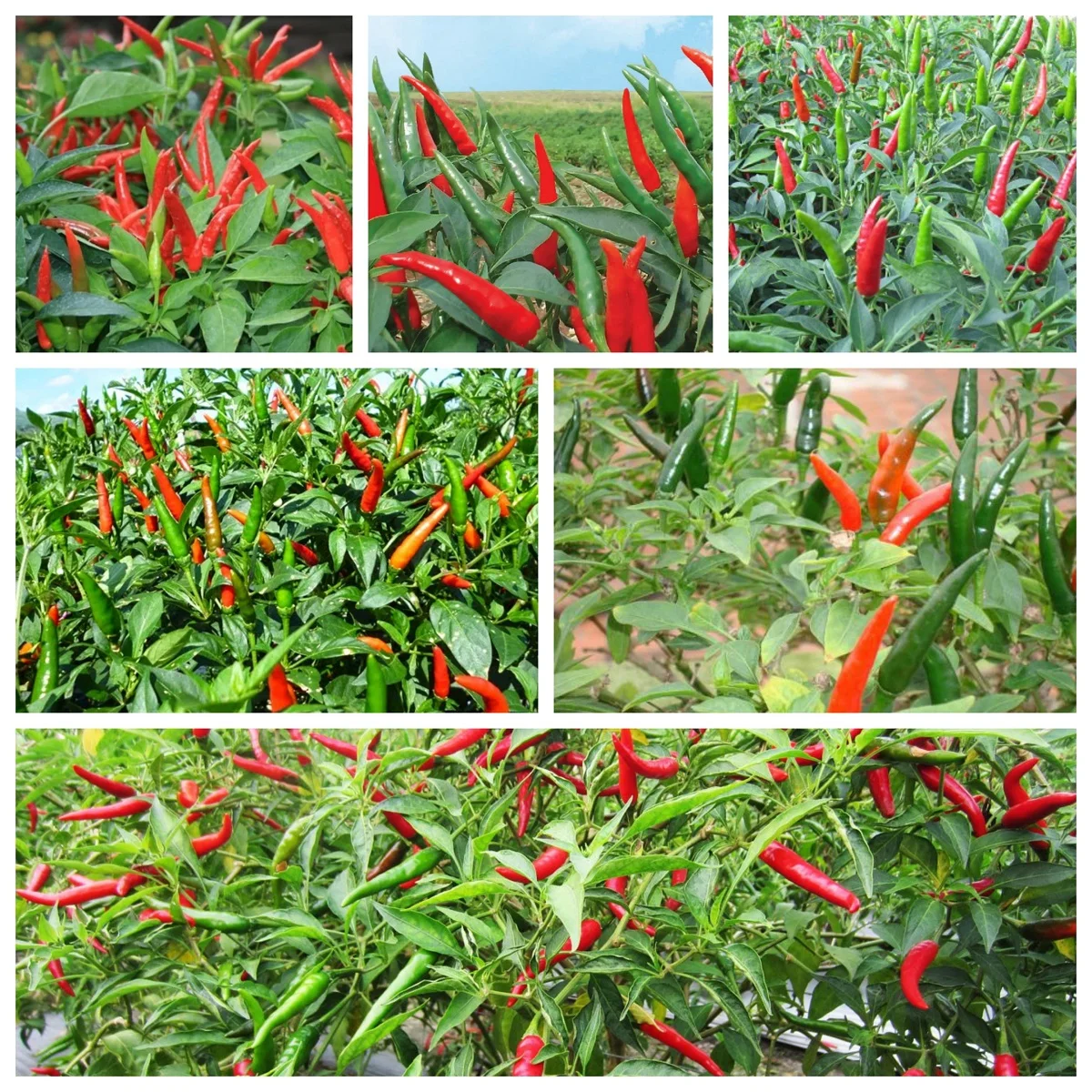 Made in Vietnam Fresh Premium Quality Good Price Low MOQ Custom Logo Package Red Chili