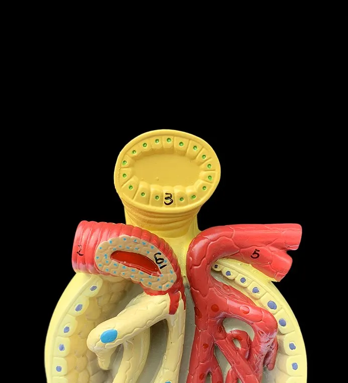 Medical science teaching resources human anatomy Anatomical Human Organs Kidney Nephron And Glomerulus Model