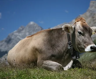 Parda alpina oxes bulls