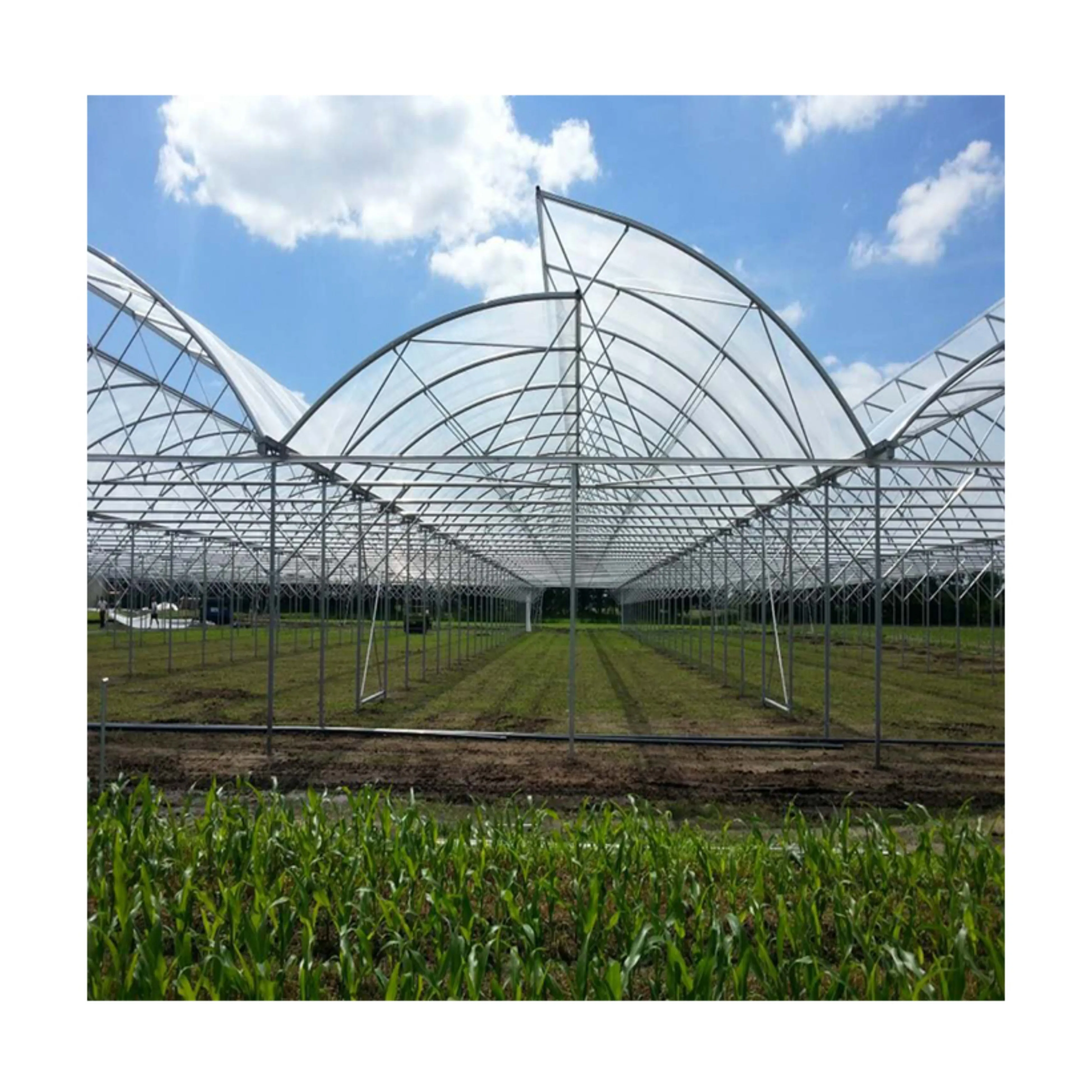 Greenhouse large span 6m, 8m, 10m agricultural tomato greenhouse / Tunnel Greenhouse with shading system