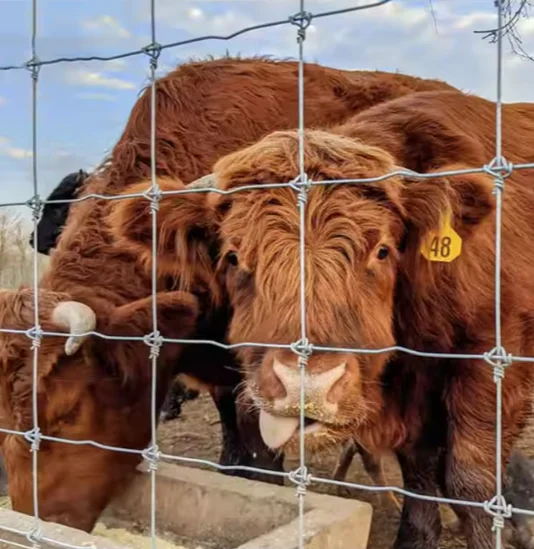 Strong Sheep and Goat Fencing galvanized  mesh  for Agricultural Use