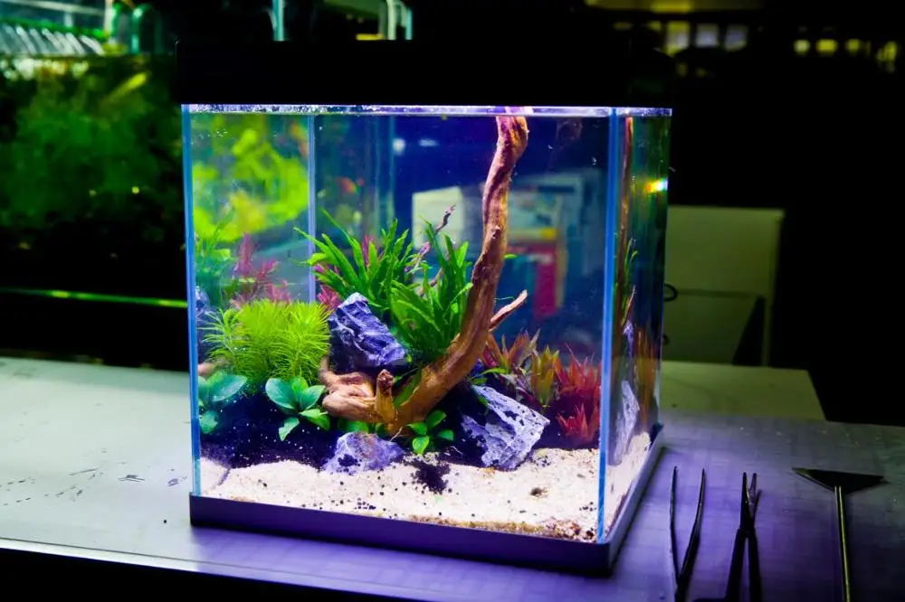 
aquatic plant coral decoration glass mini fish rimless tank aquarium 