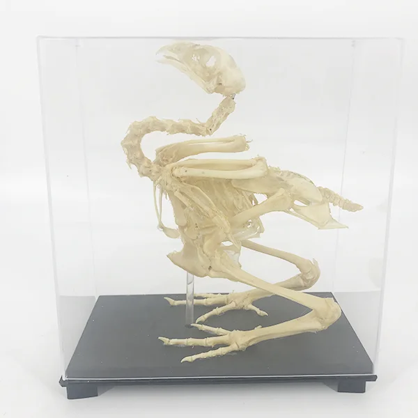 Hen Skeleton Model for Education