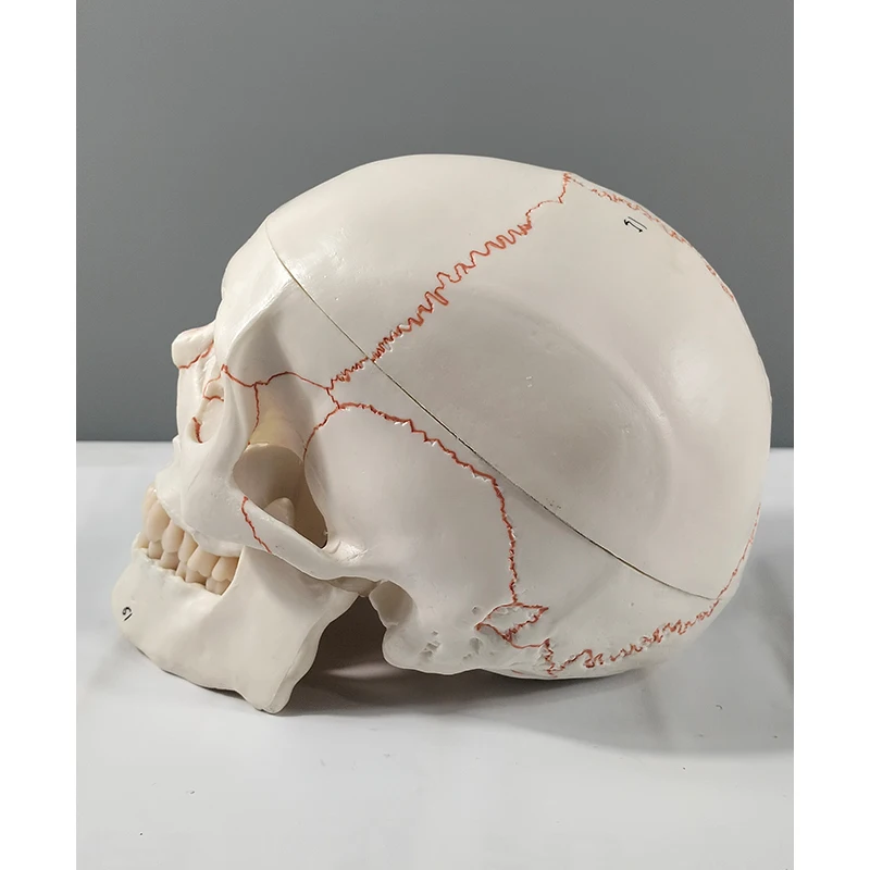 Human skull with accompanying brain model