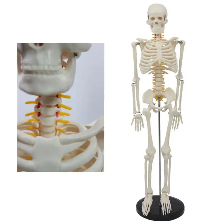 85CM Flexible Human Skeleton Model With Nerve