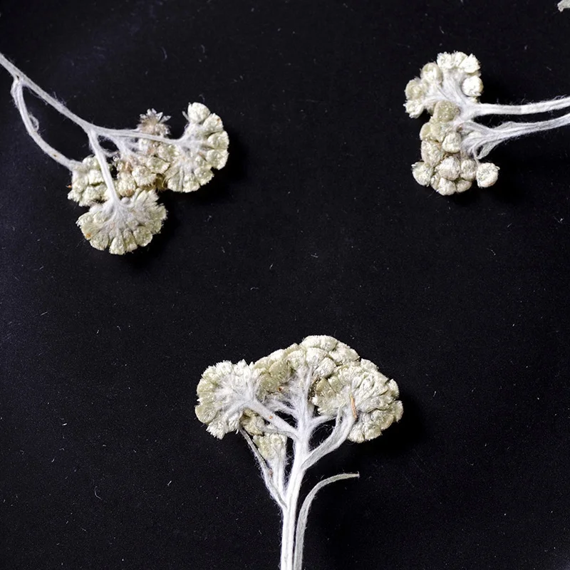 12pcs/bag Mouse Yeast Grass With Branches DIY Art Crafts Making Natural Plant Real Pressed Flower For Resin