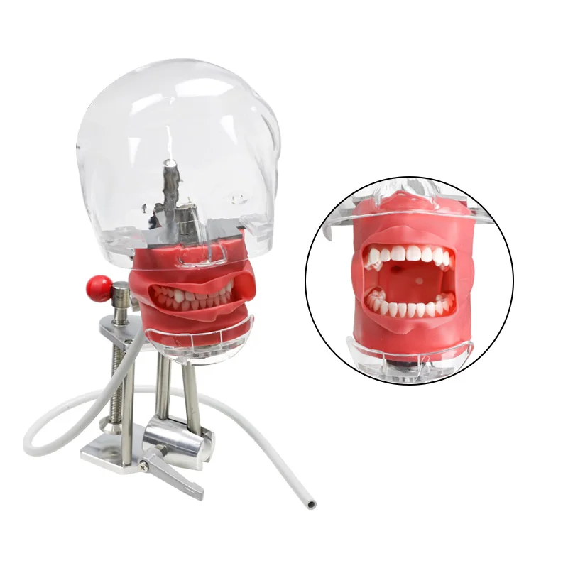 dental equipment Medical Dental Model Simulation Practice Simulator Dental Simulator Phantom Head Model
