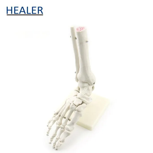 Human Foot Joint Model,Anatomical model of foot,Foot bone model