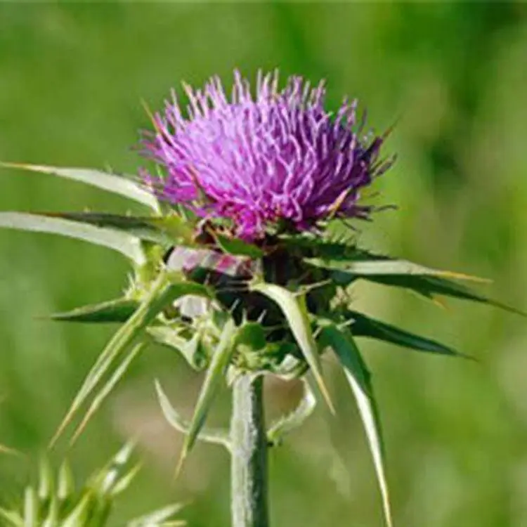 Natural Plant Extract powder Milk Thistle Extract 80% silymarin seed