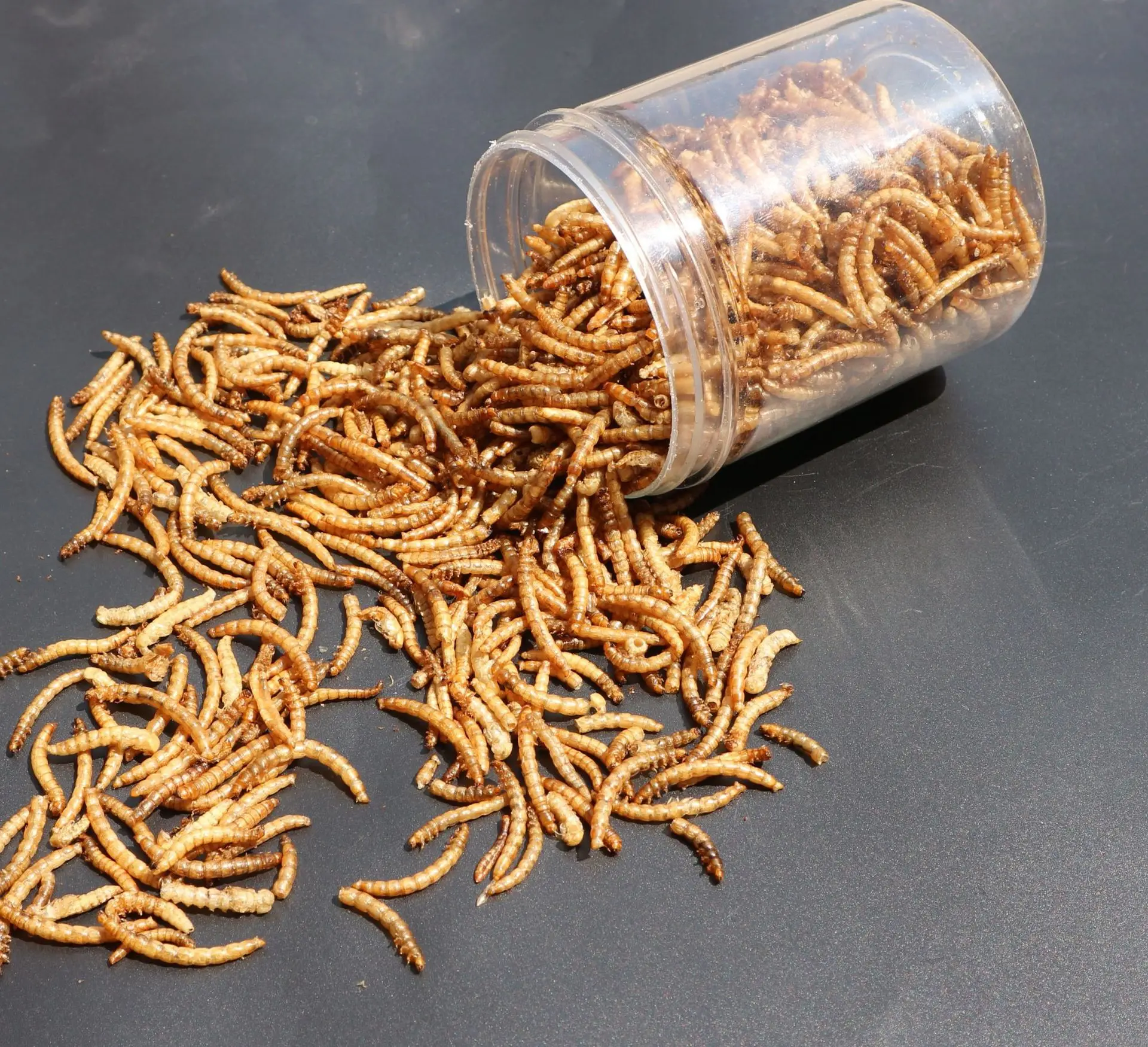 Chinese factory made pet poultry feed freeze dried mealworms wholesale dried mealworms dried superworm