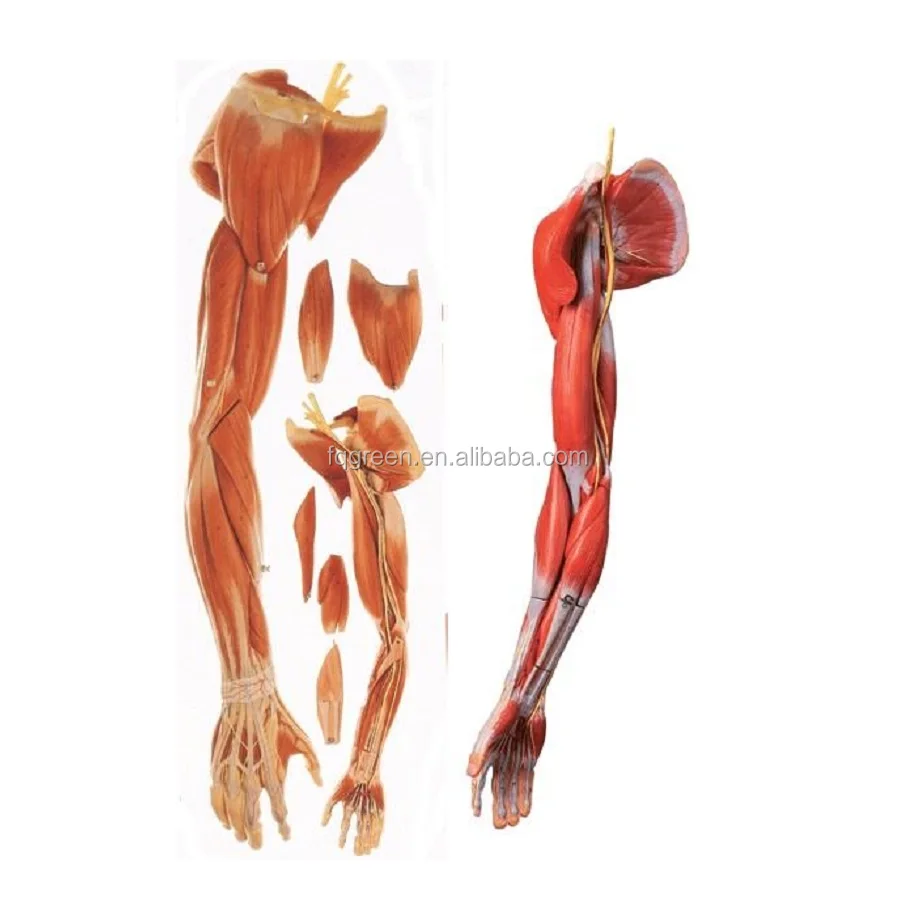 Medical human body anatomy model of upper limb muscle attached to vascular nerve