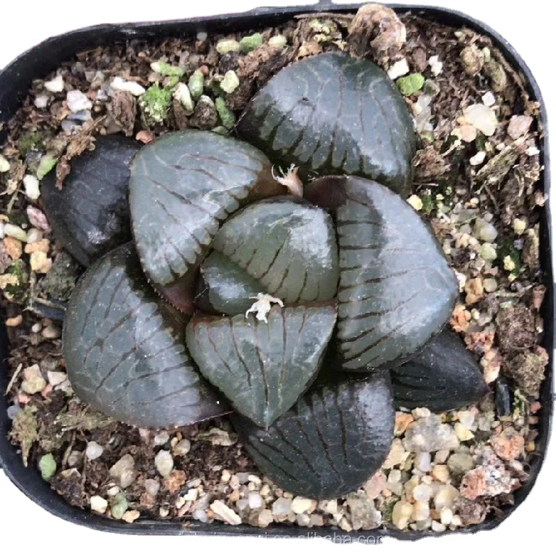 Wholesale of succulent plants Indoor ornamental plants  Haworthia
