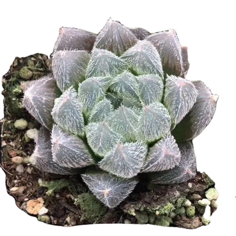 Wholesale of succulent plants Indoor ornamental plants  Haworthia