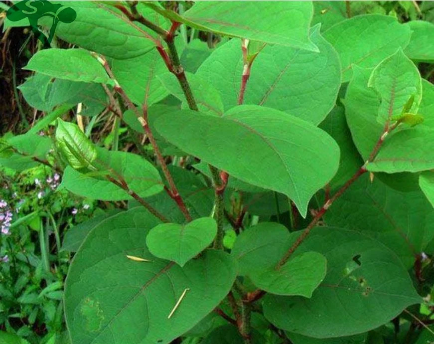  Фабрика поставляет природный 98% Resveratrol порошок CAS501-36-0 ресвератрол экстракт