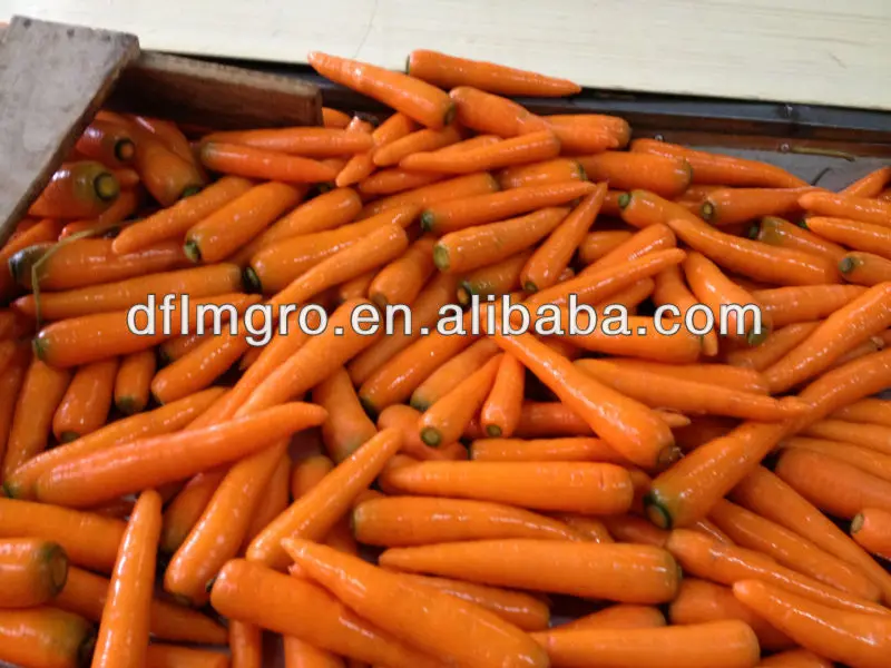 Fresh Carrots Good  Price Shandong China 316 carrots