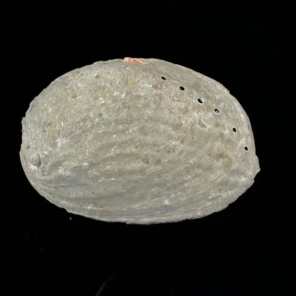 
Hot-selling natural marine raw crafts abalone shells for home decoration 