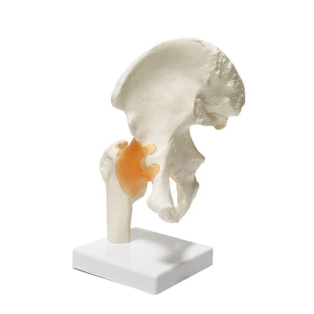 Усовершенствованная модель анатомии суставов бедер в натуральную величину с связками для медицинского