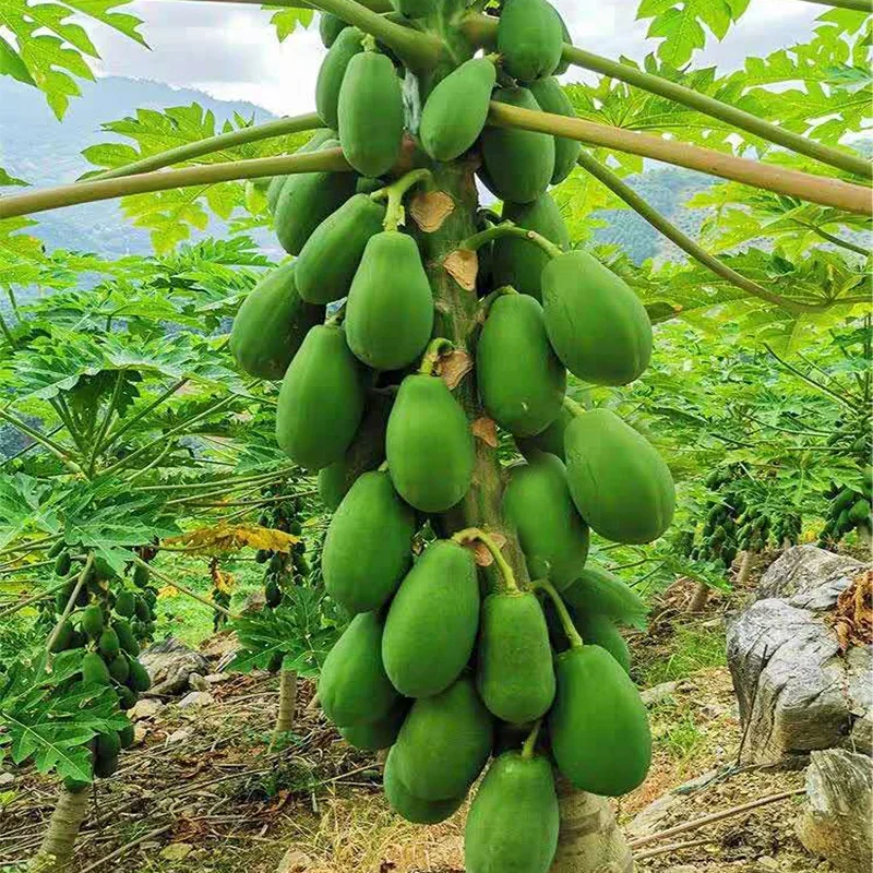 
Rock candy heart of hearts papaya seeds from Taiwan, China 