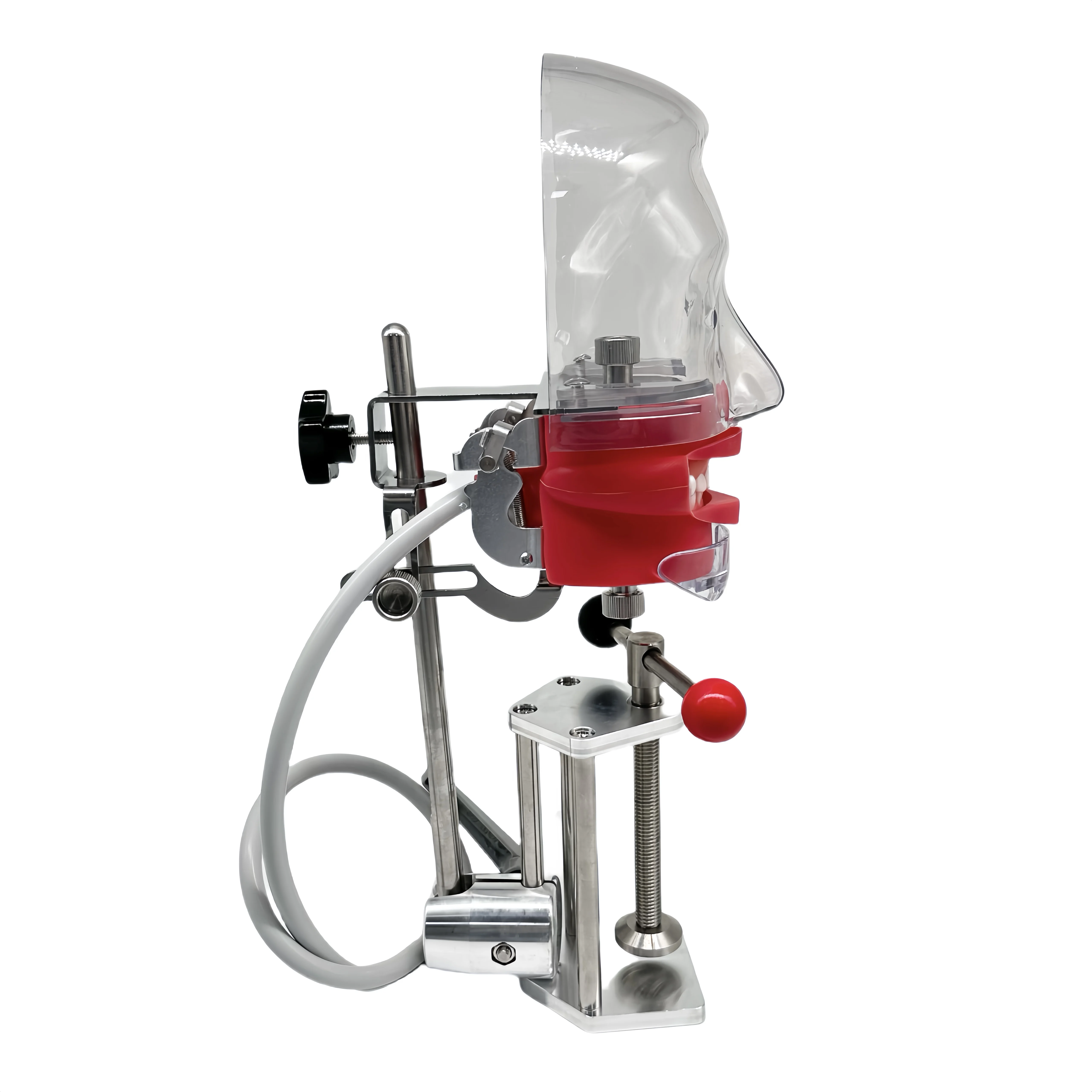 Adjustable Teeth Replacement Dental Phantom Head Manual Phantom Dental Model Plastic Metal Material Desktop Mounted Simple Table