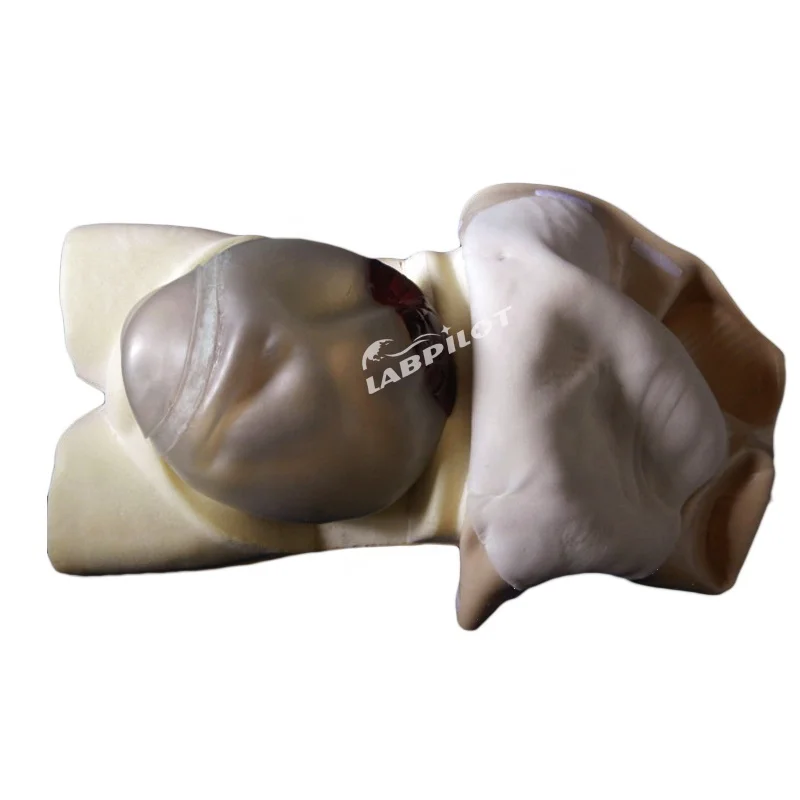Gynecologist Training Simulator Maternity Palpation Manikin