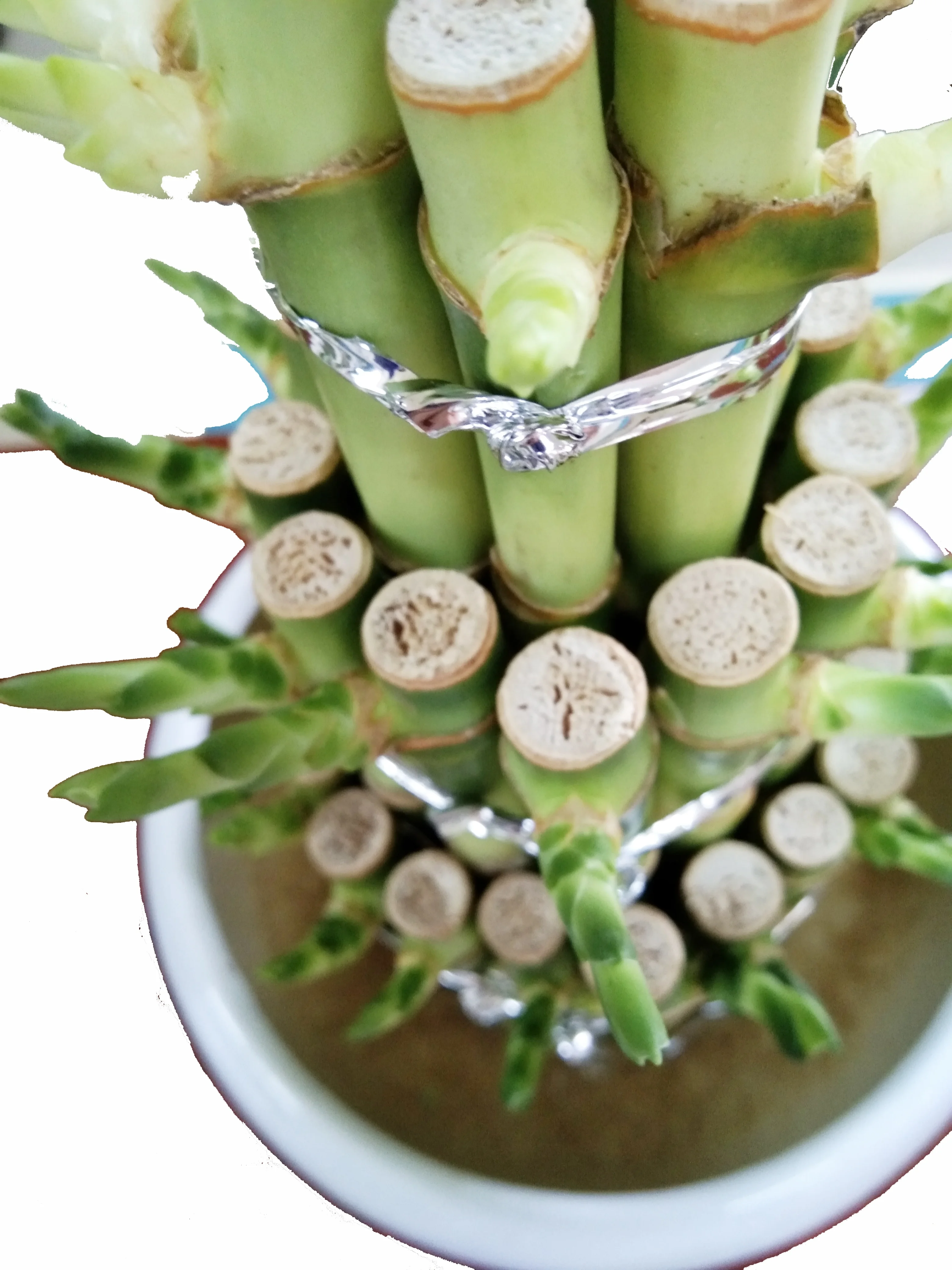 
Factory wholesale high quality and high sales lucky bamboo tower bamboo indoor potted plants 