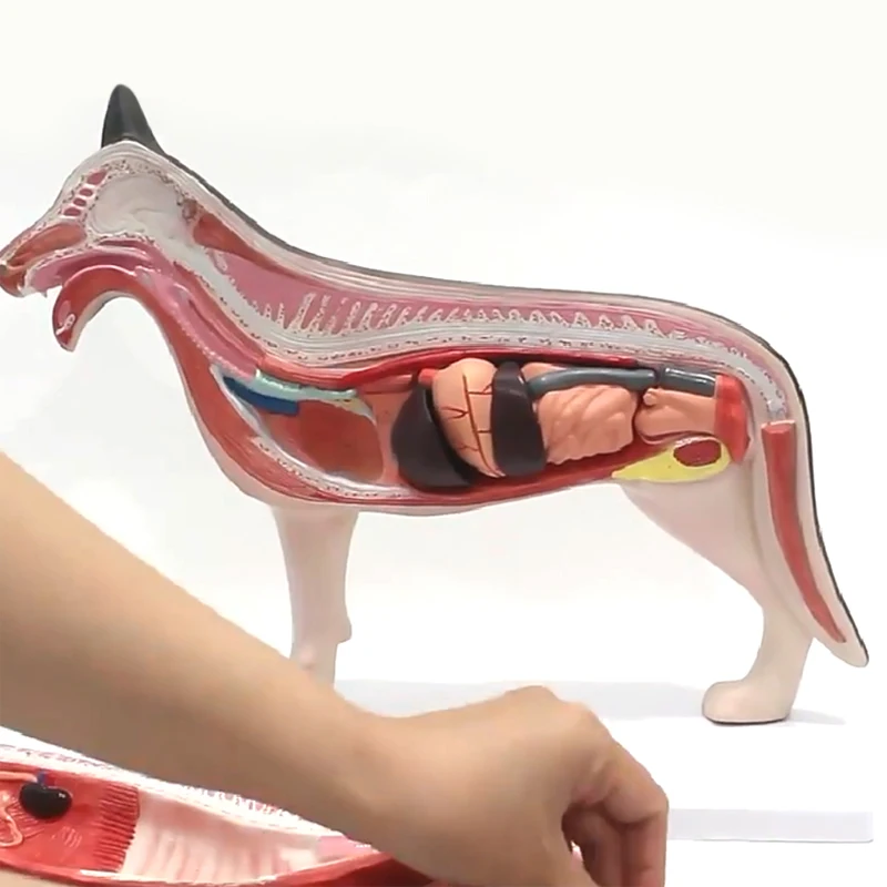 Dog Torso Anatomy Medical Anatomic  Detachable Animal Model  Used for Teaching
