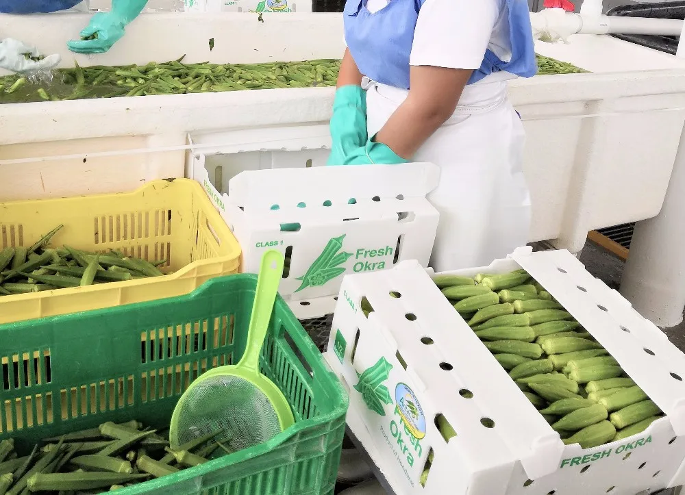 wholesale 4kg 5kg 7kg load weight okra box corrugated plastic storage containers warehouse fruit and vegetable boxes