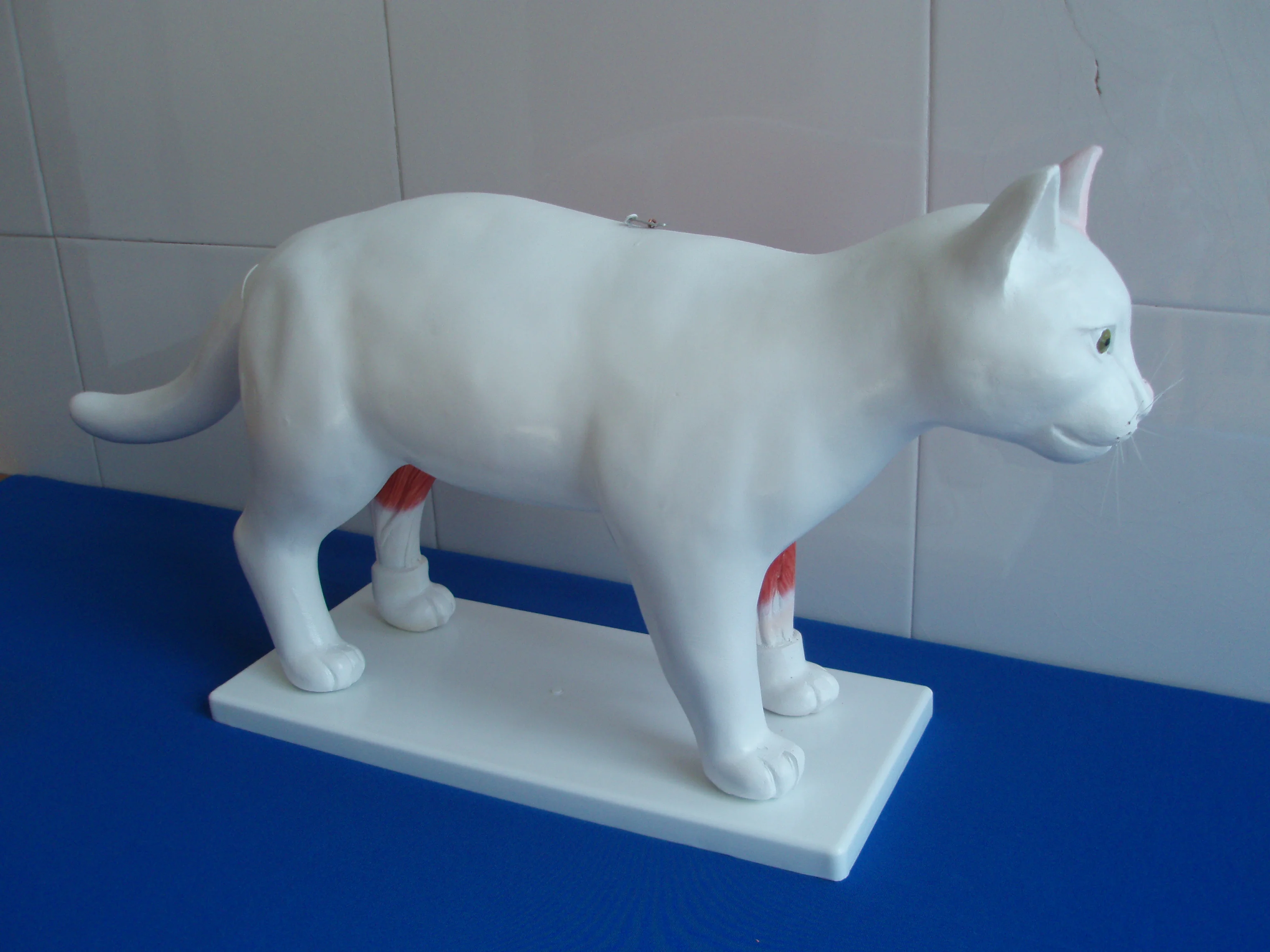 cat anatomical model anatomy models of animals