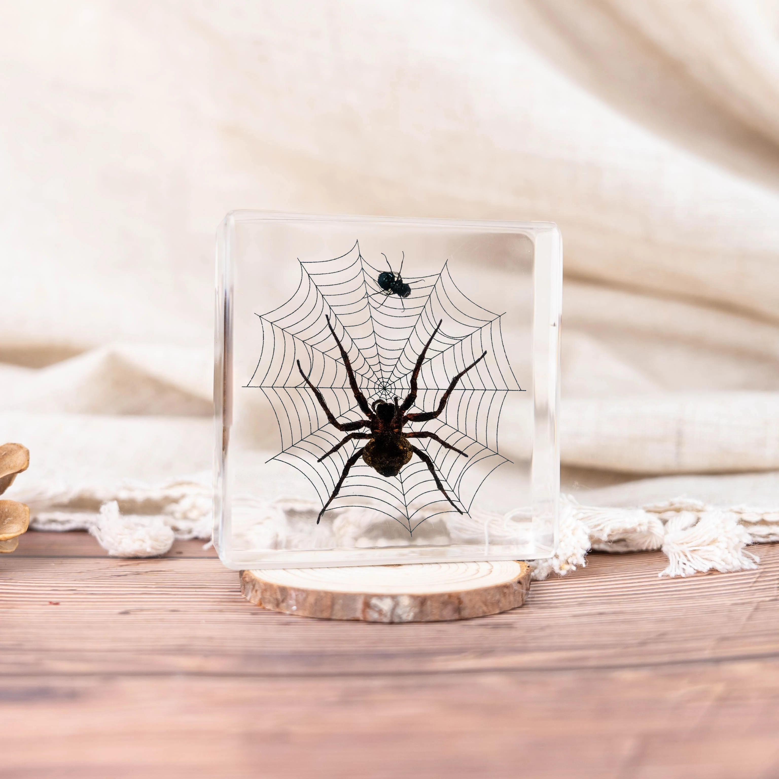 Real Insects Resin Paperweight Scorpion Spider Rectangular Solid High Transparent OEM ODM Custom Wholesale Bulk Paper Weight