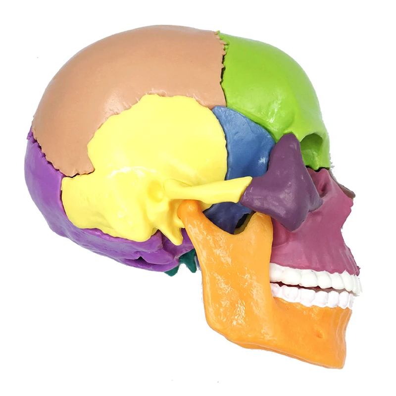 Teaching Resources Medical Science Colorful Human Skull Model Colored Skull Model